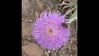 #Sedona blooms #desertblooms  the desert looked so beautiful and full of life! 