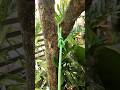 BOWLINE #viral #knot #rope #viralvideos #knot #knottutorial #shorts #viral #fyp #tutorial #diy #fyp