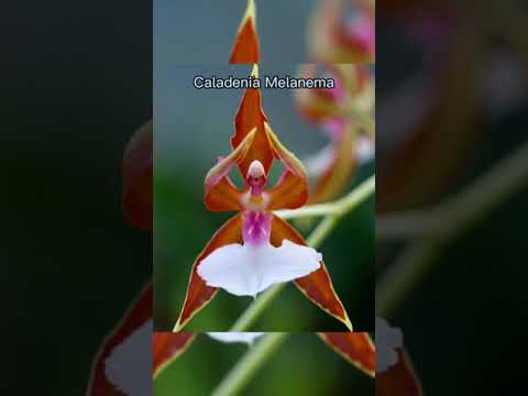 Vídeo: As orquídeas mais inusitadas (foto)