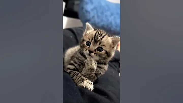 Video 10578951: laugh funny cat, laugh cute cat funny, cat love