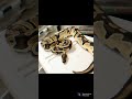 Orange dream adult ball python #shorts