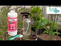 Bloom city  supergreen foliar spray  organic plant growing supplement