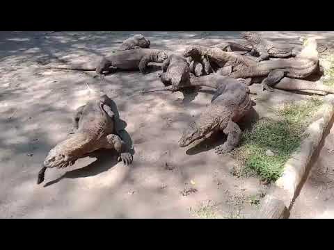 komodo dragons love to eat beef - YouTube