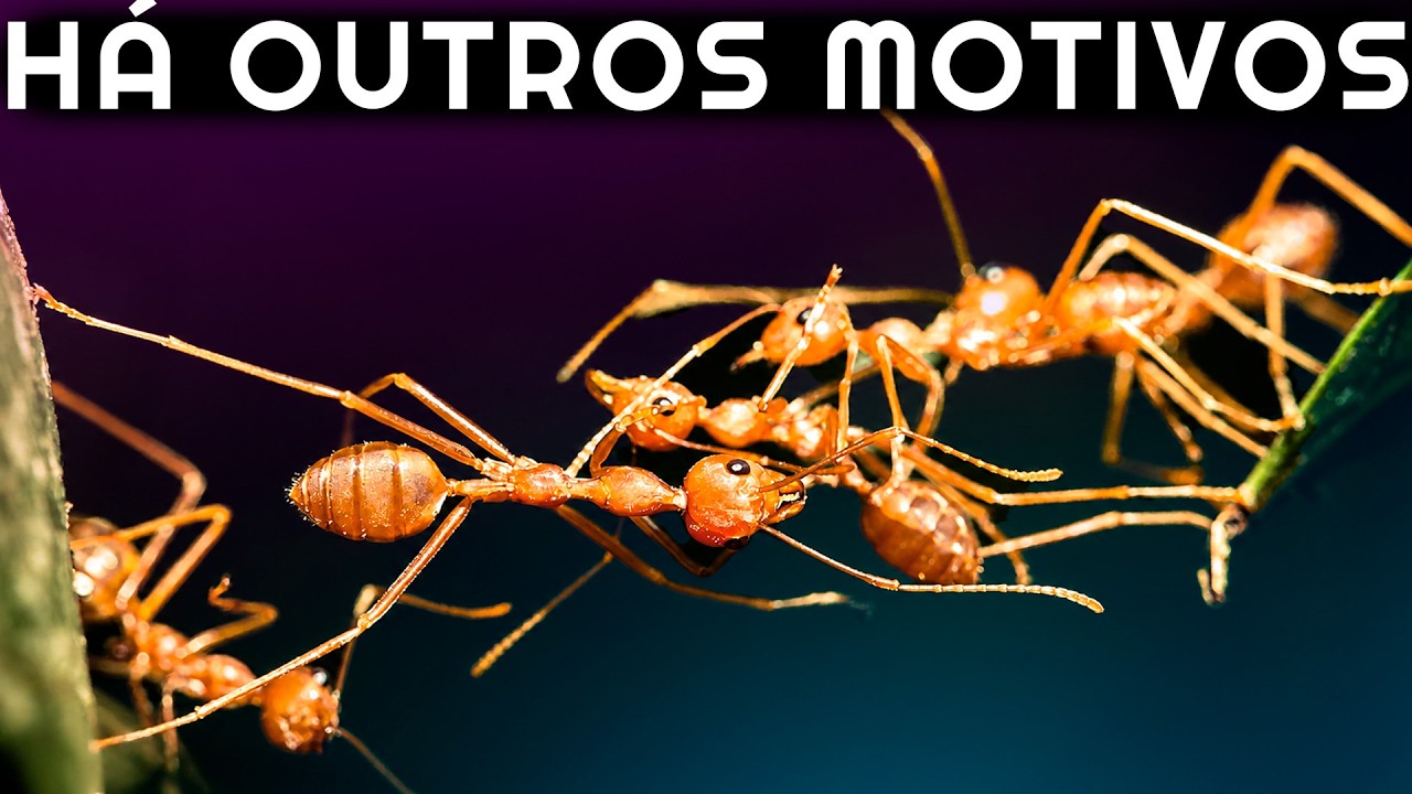 Original Title & Thumbnail