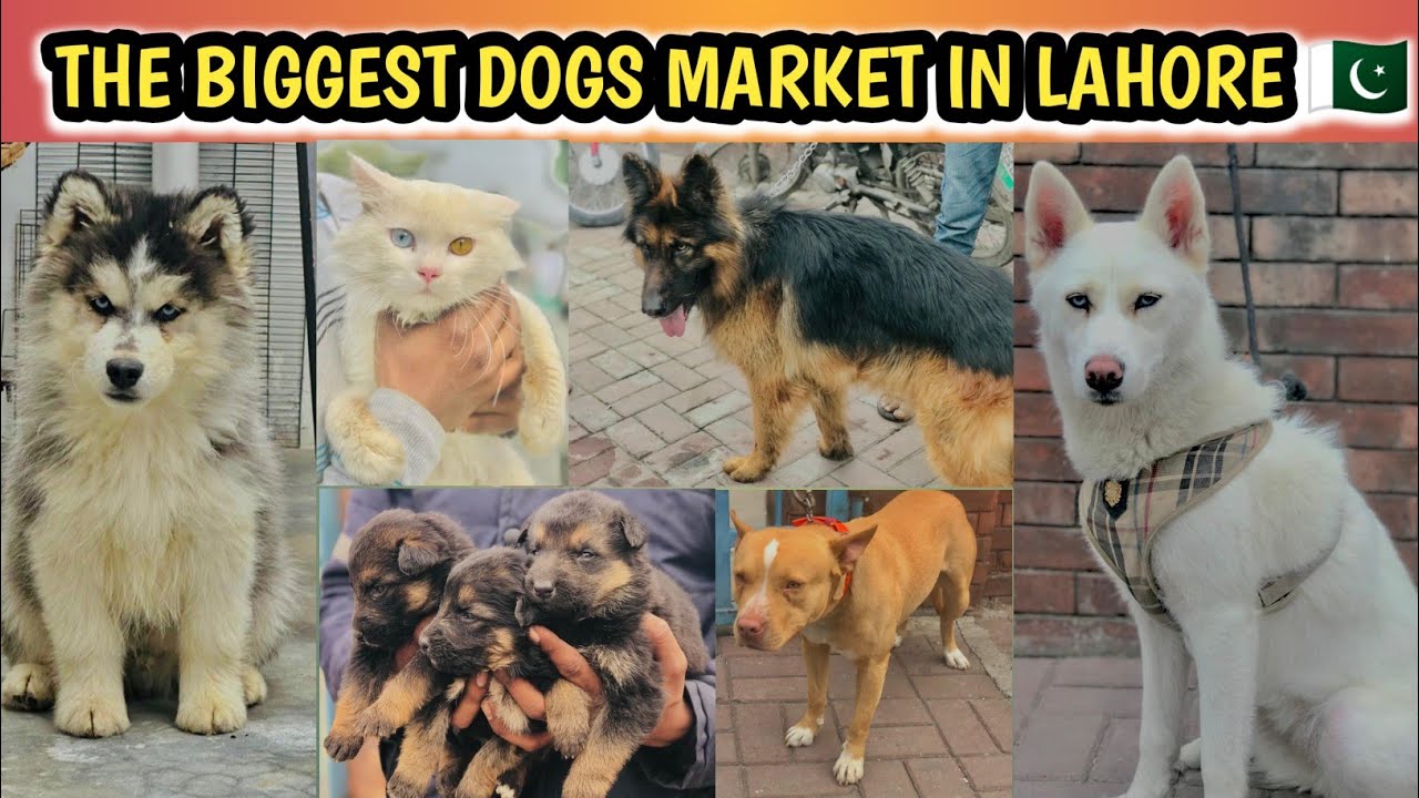  the biggest dogs market lahore Pakistan tollinton market lahore February 1, 2026