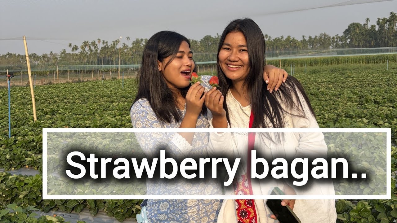 Strawberry bagan beraihwibai..