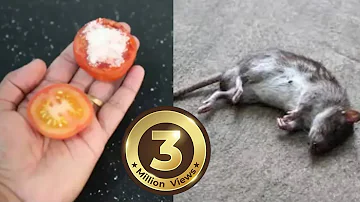 How To Kill Rats Within 30 minutes || Home Remedy |Magic Ingredient | Mr. Maker