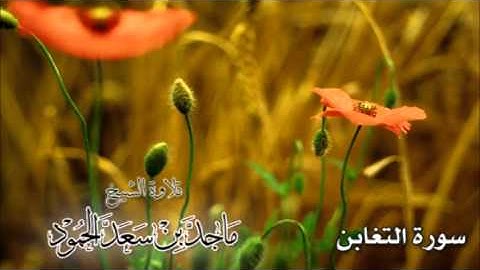 سورة التغابن - الشيخ ماجد الحمود