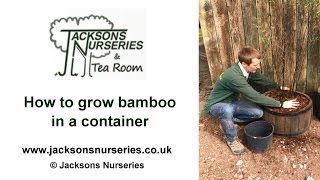 How to Grow Bamboo in Containers
