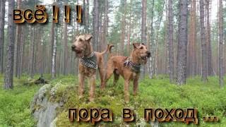 Ирландские терьеры: 7 Дней из лета ... Ирландские терьеры: 7 Дней из лета ...