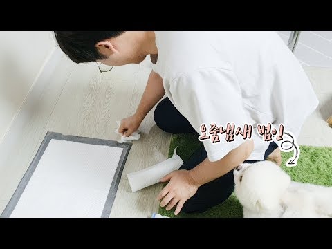 [광고] 오줌싸개 강아지들 (오줌냄새 없애는 방법)