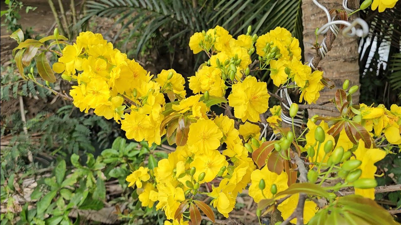 Minh 📲 0397924524 mai Tứ quý mai Siêu bông Bình Lợi giảo Thủ Đức giá rẻ 27/2 (Maivàng Quê dừa)