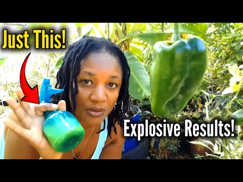 No More POWDERY MILDEW//ROOT ROT//FUNGUS! Easy TWO INGREDIENTS Recipe!