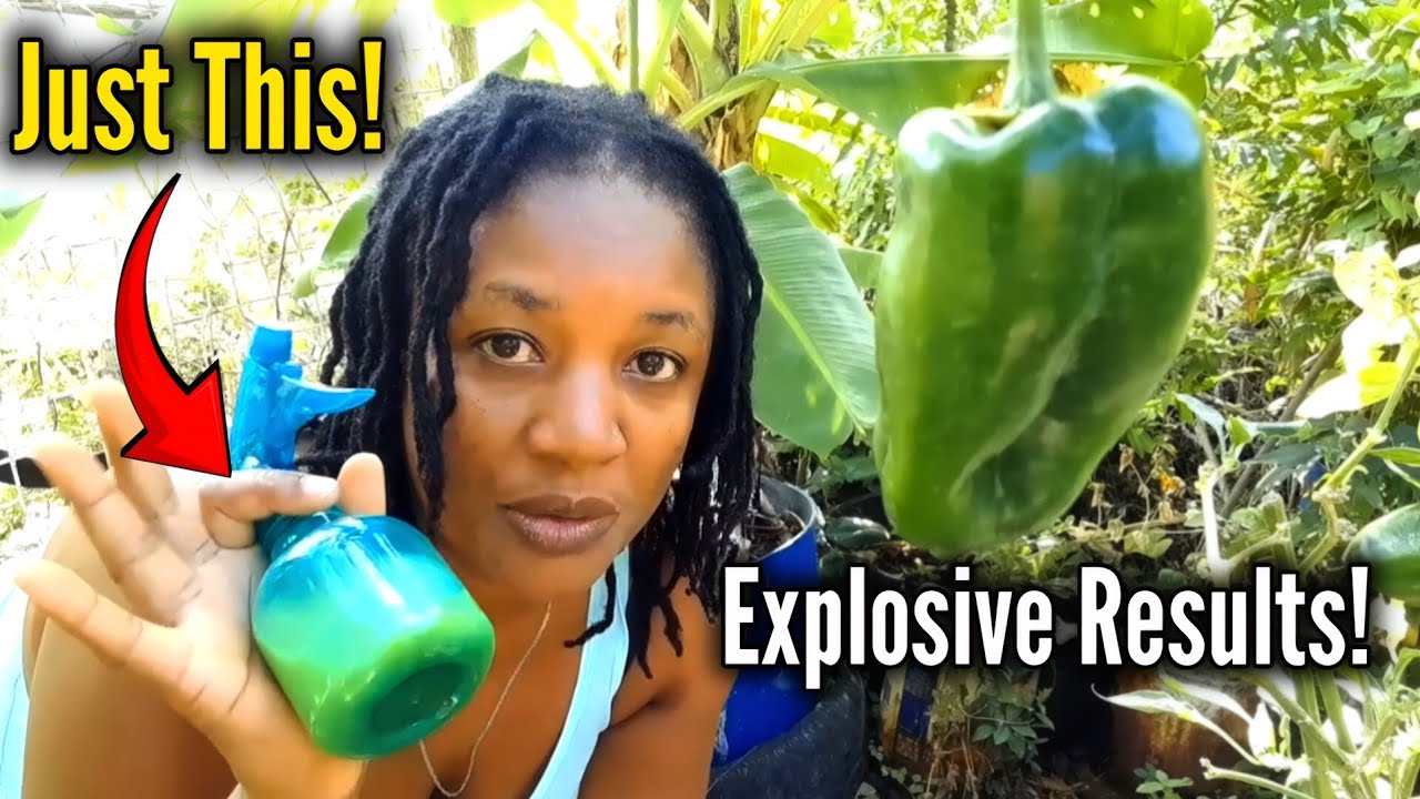 Больше никакой мучнистой росы/корневой гнили/грибка! Простой рецепт из двух ингредиентов!