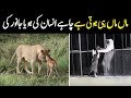 Emotional Moment Of Mother Animal Saving Their Babies | NYKI