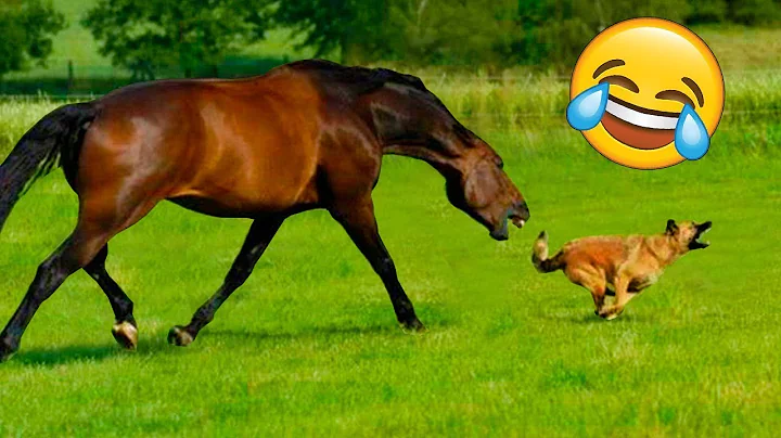 Best Fails of The Week: Funniest Fails Compilation: Funny Video #62