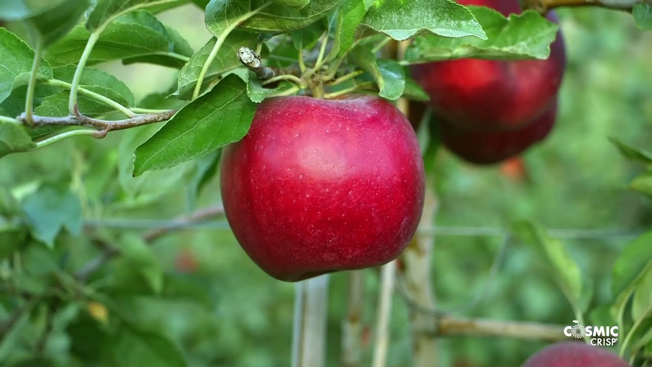 Cosmic Crisp: A Washington Apple That's Out of This World — Edible