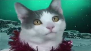 Jingle Cat SCREEN TEST  amazing camel and cats sing 90s hit semicharm kind of life