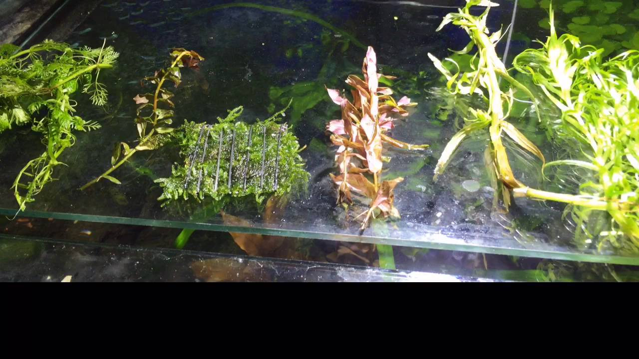 gallone MORE PLANTS FROM AQUATICMAG