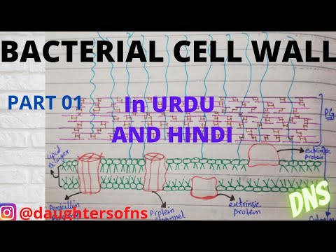 Bacterial Cell Wall