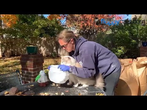 How To Apply Diatomaceous Earth On Cats For Fleas: The Best Way!
