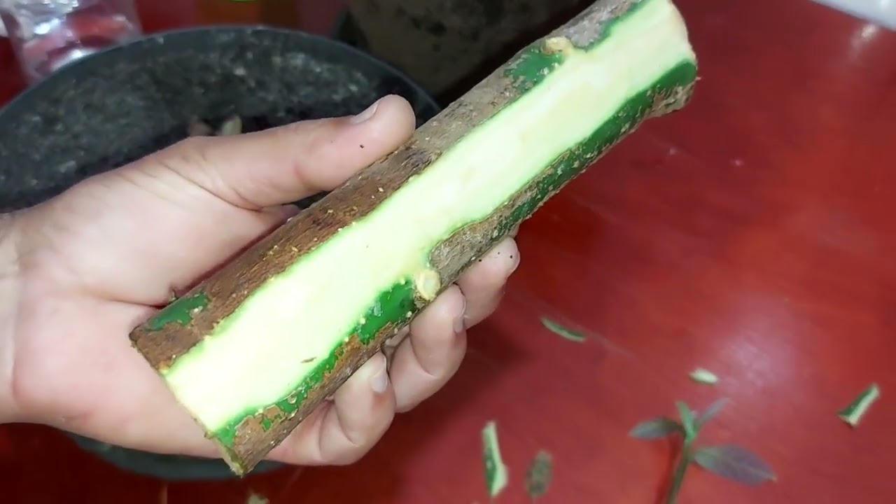 TÉCNICA MAIS SIMPLES E EFICAZ NA ESTACA HORIZONTAL DE ABACATEIRO!!!