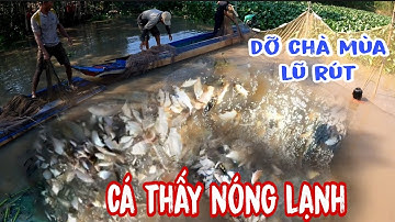 TRÚNG LỚN - Dỡ chà mùa lũ rút cá thấy nóng lạnh luôn | lê chung miền tây