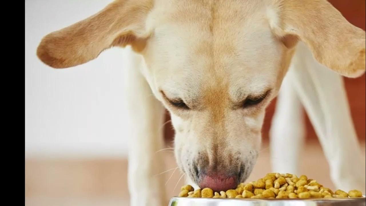 Щенок ест. Реклама корма для собак. Порция еды для бигля. Собака ест корм. Собаке дают мало корма.