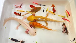 Most Amazing Catch Colorful Ornamental Fish, Turtle, Axolotl, Angel, Radtang, Koi, Tetra, Spadefish