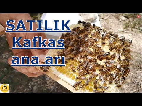 Satılık Kafkas  ana arı  ve KARPAT(kara kız) ana arıyı görelim. beekeeping. Arıçılıq