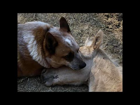 Видео: Аз съм мама за отглеждане на кучета