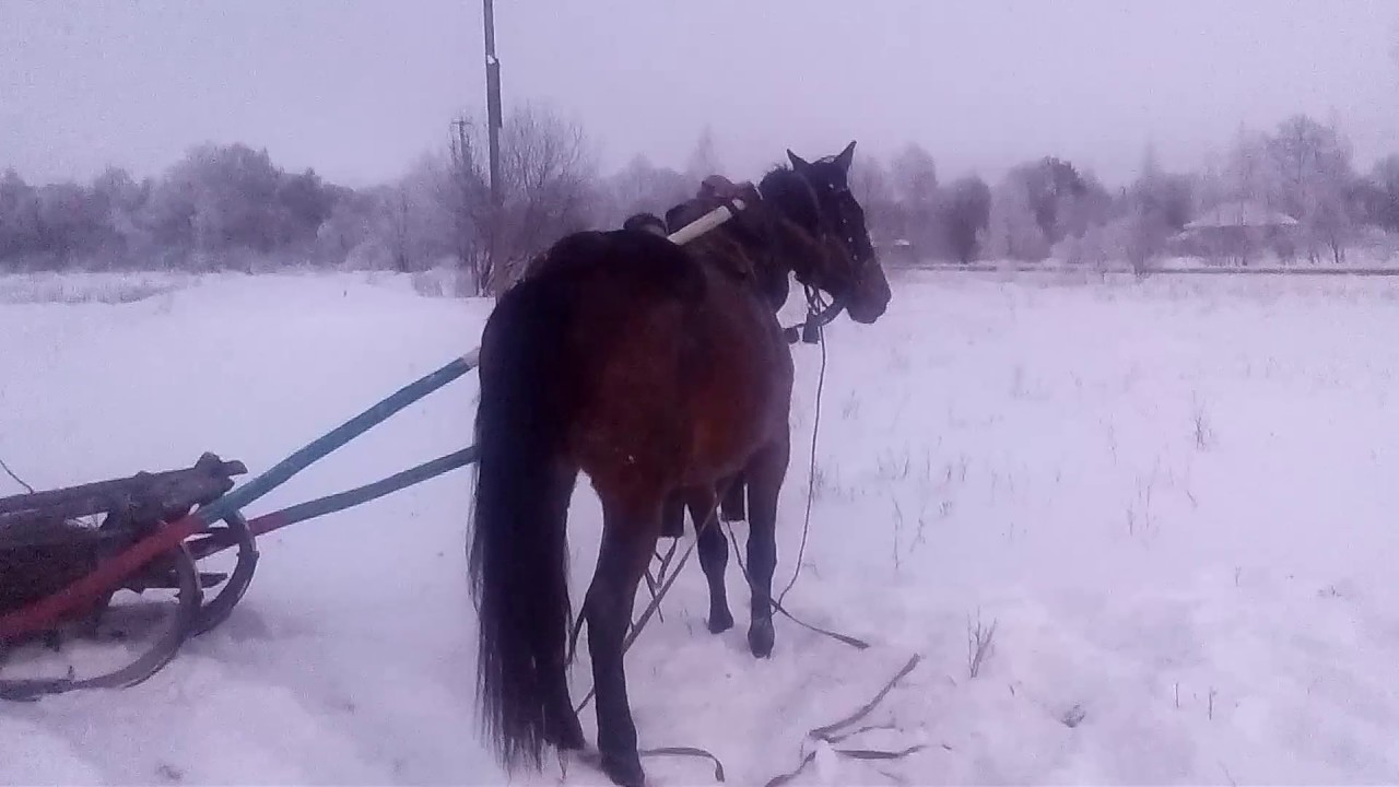 Лошадка прилипла однажды в студеную. Хитрая лошадь. Однажды в студеную зимнюю пору лошадка. Зимой в студеную пору лошадка. Лошадка примерзла к забору.