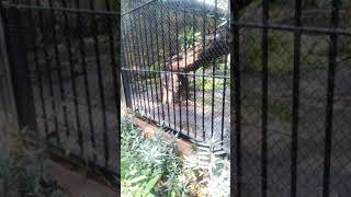Harimau ngamuk di Kebon Binatang Surabaya (KBS)   #harimau #KBS #kebonbinatangsurabaya