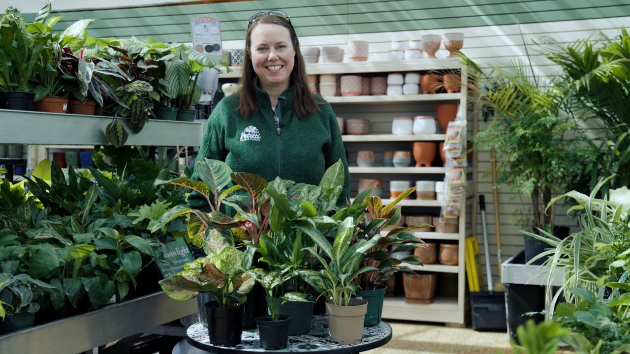 PETITTI Aglaonema Spotlight | How to Grow, Care for & Propagate Chinese Evergreens