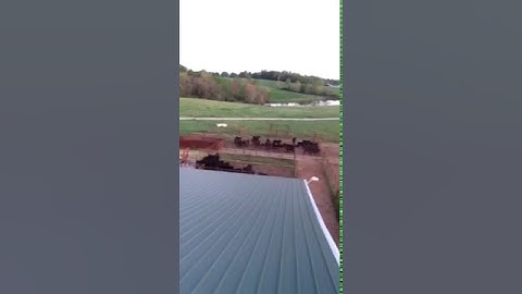 Gibbs Farms - Weaning Noise Video