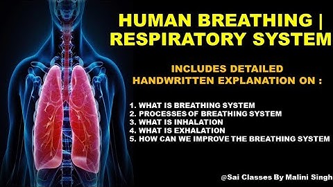 Breathing System | Respiratory System in hindi | My Body Class 5  Chapter 1 | DAV Science Lecture 1