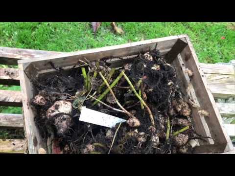 Video: Hvornår og hvordan man planter dahliaer med knolde i åbent terræn om foråret