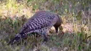 Red Shafted Flicker1