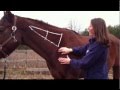 Tryon Equine: Intramuscular Injections