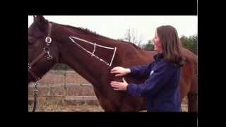 Tryon Equine: Intramuscular Injections