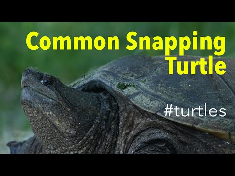 Common Snapping Turtle (Chelydra serpentina) - On Land