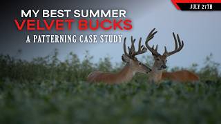 Patterning a Trophy Buck - My Best Summer Buck Footage | Bowhunting Whitetails w/ Bill Winke