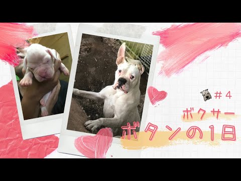 【ボクサー】ボタンのいじられまくりな1日♪
