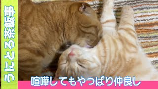 うにとろ茶飯事.434　やっぱり仲良し　　〜マンチカン「とろ」と「うに」の日常風景〜　猫動画