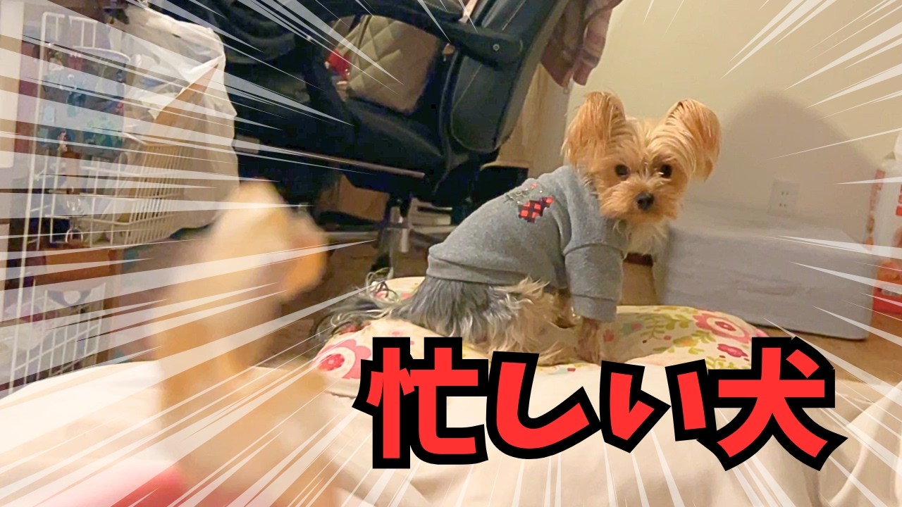 【ヨーキー】夜に忙しい男🐶【癒し】