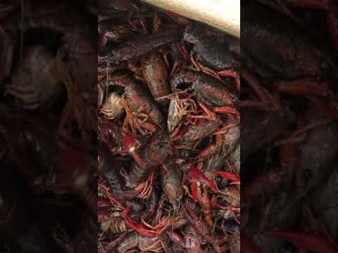 singing crawfish