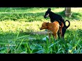 SummerDogs!! Australian Cattle Dog Vs Carolina Dog Female in Middle Khnar Village