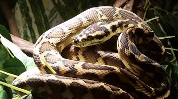 Morelia spilota harrisoni- Irian jaya carpet python