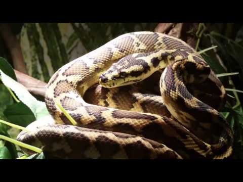 Morelia spilota harrisoni- Irian jaya carpet python