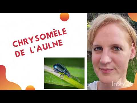 Vidéo: Chrysomèle Bisannuelle Gloutonne